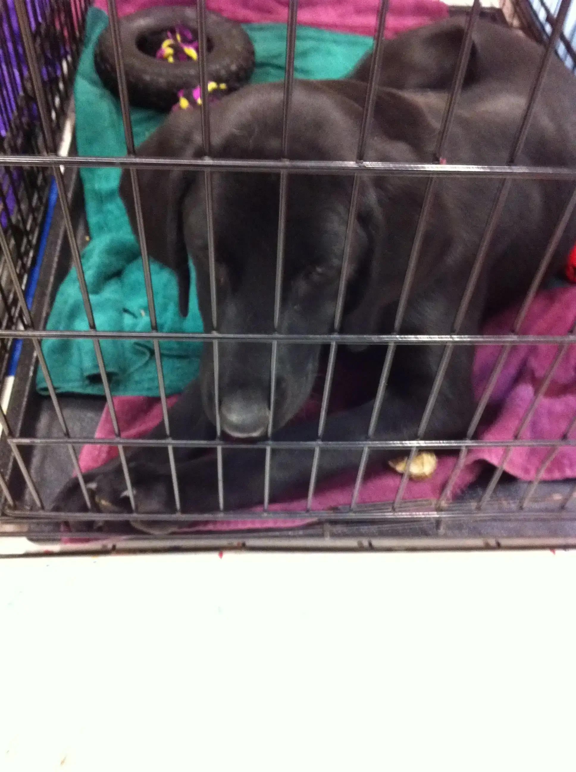 Ellie as a puppy in her kennel from the Humane Society