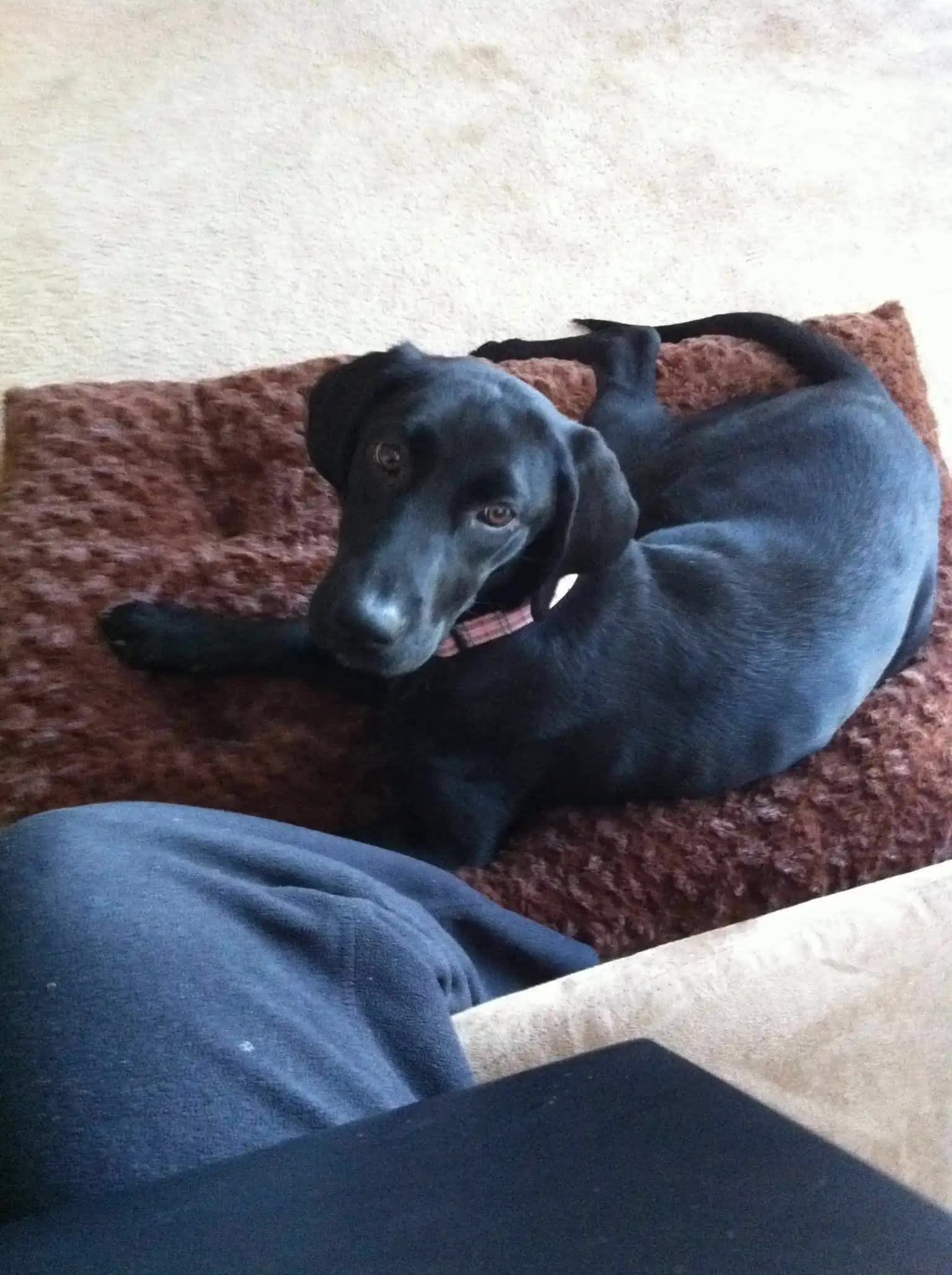 Ellie laying on her bed