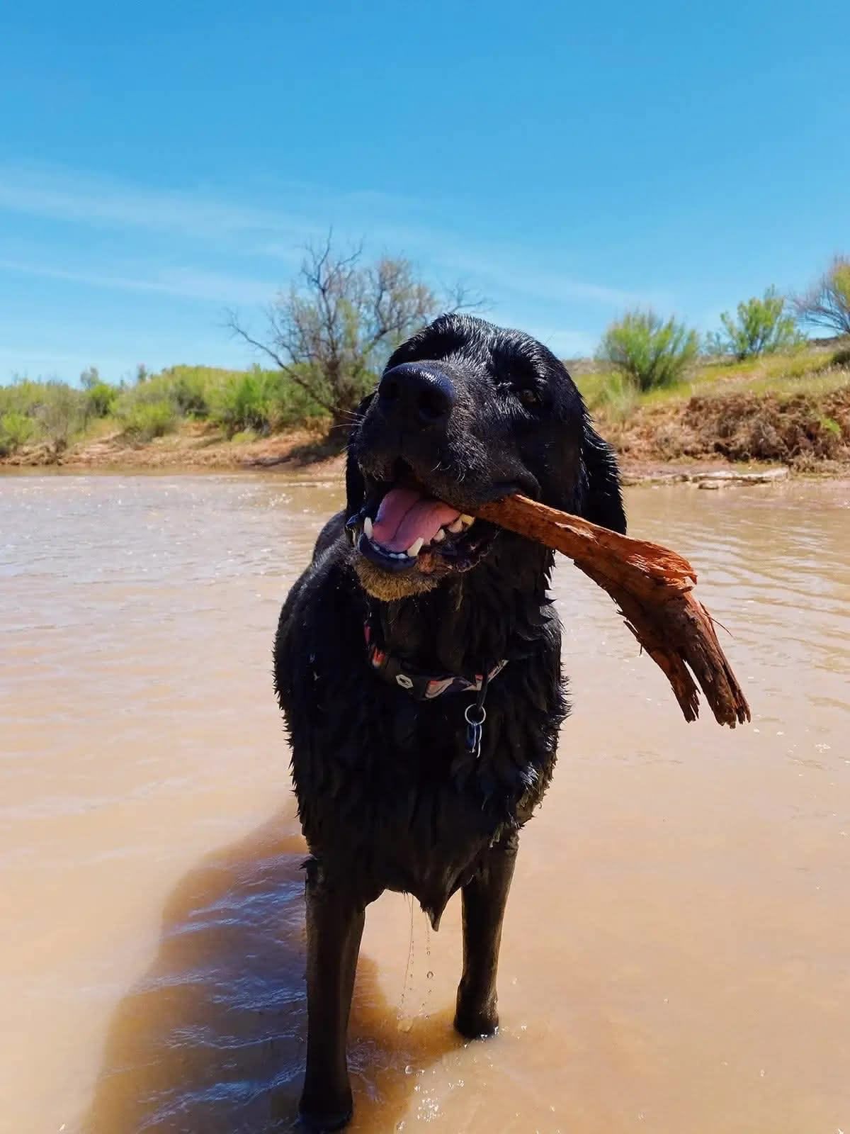 Happy Ellie with a stick