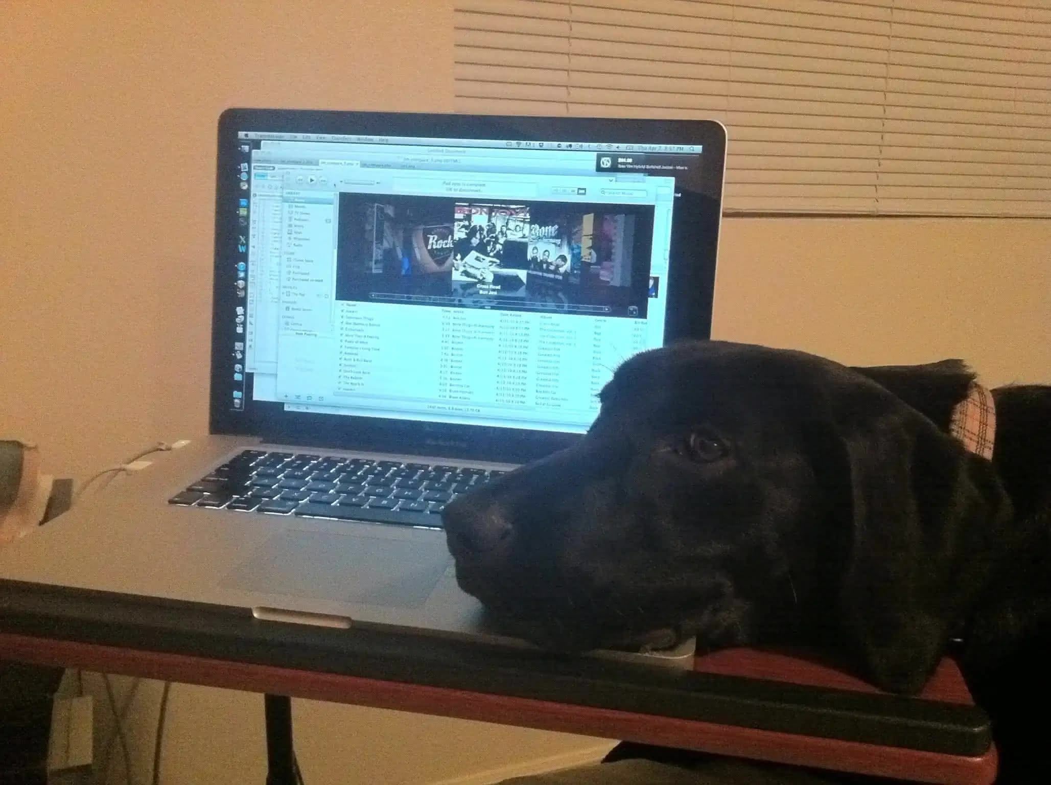 Ellie distracting me looking for pets