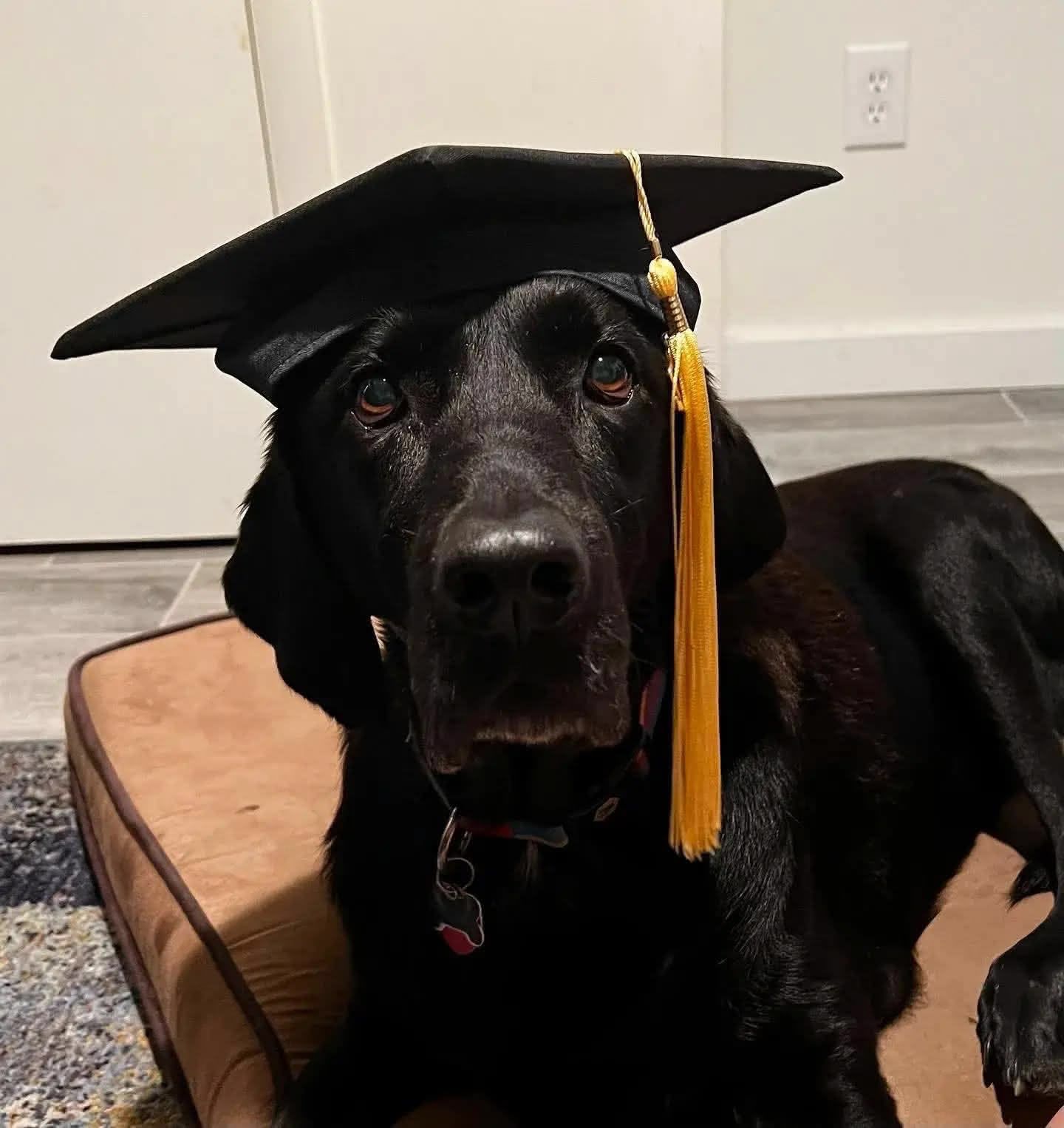 Ellie with a graduation cap on