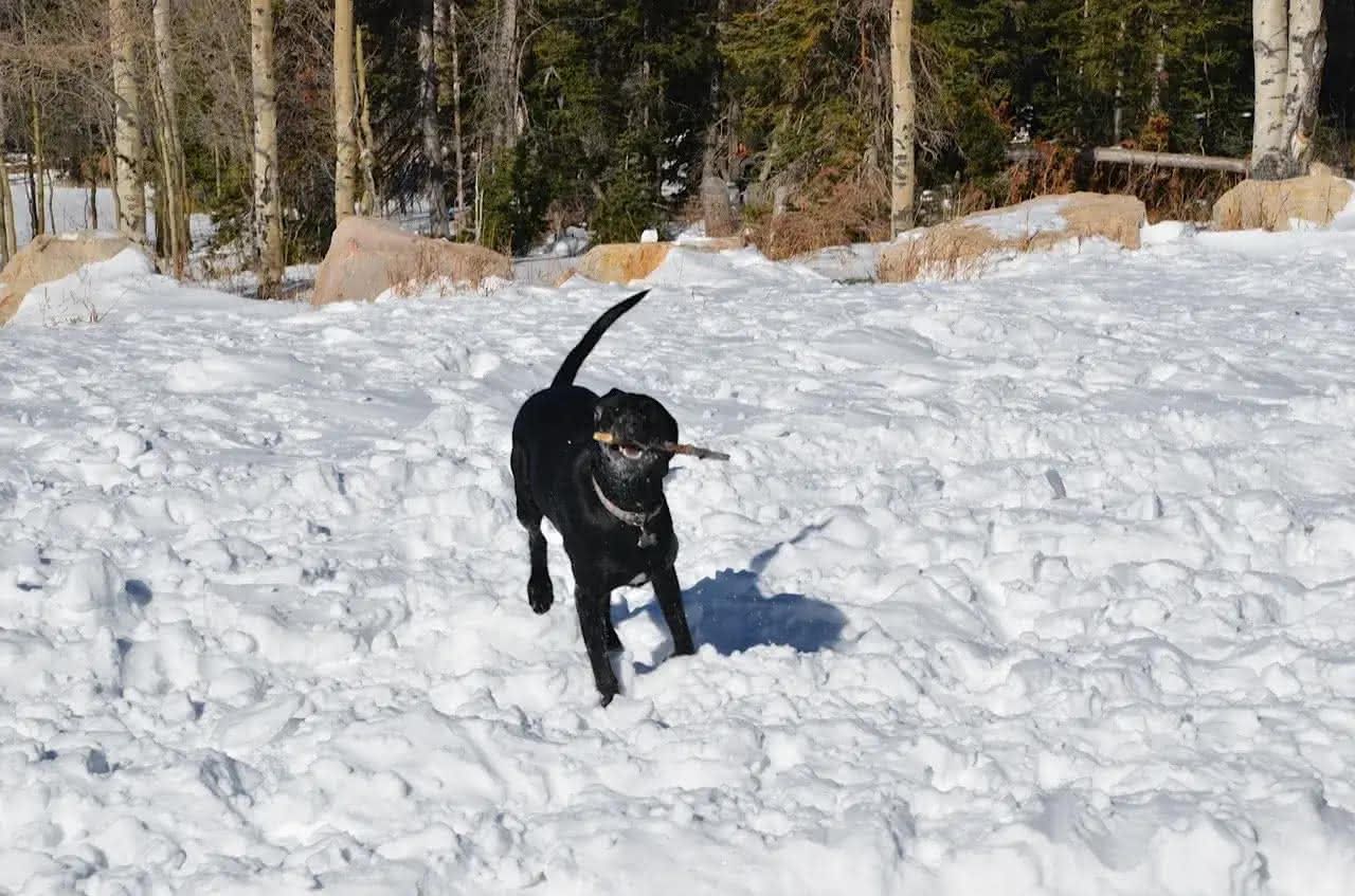 Ellie in the snow with a stick