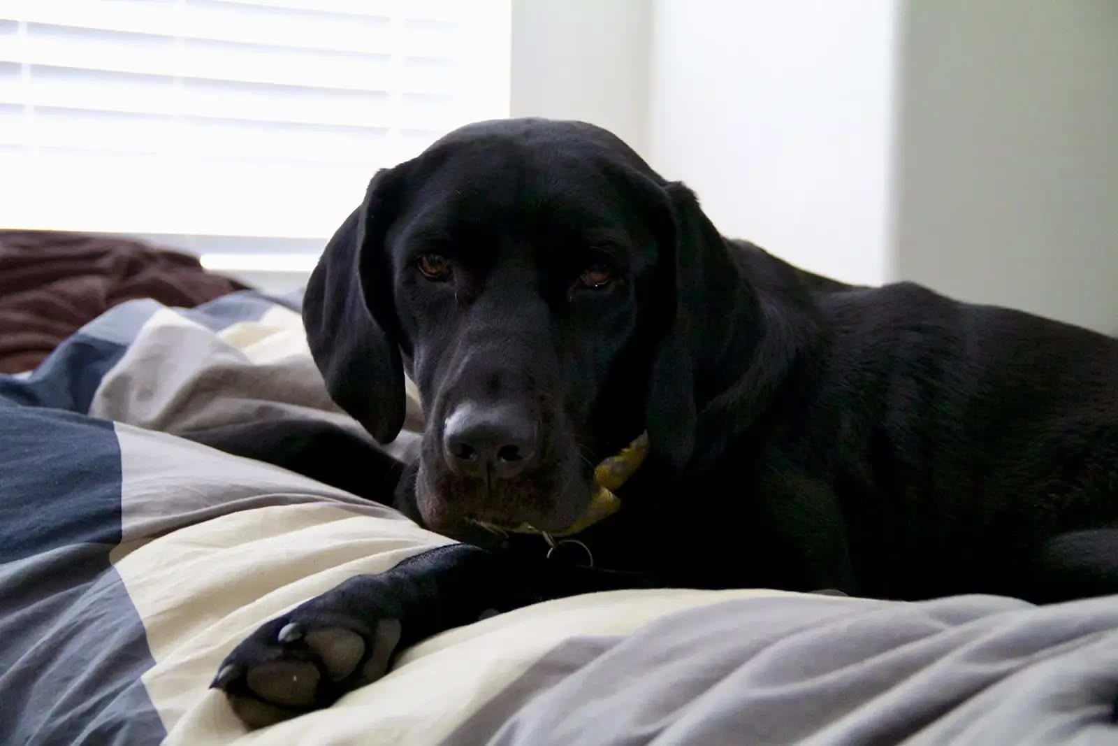 Ellie staring into your soul