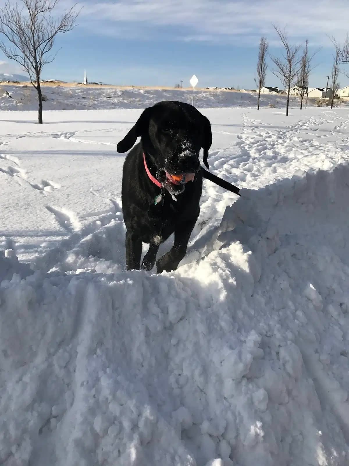 Ellie playing in the snow