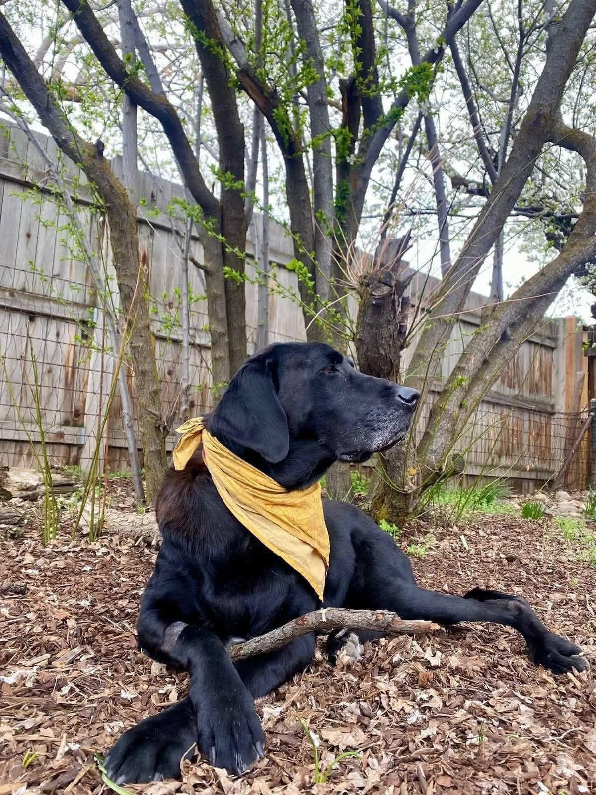 Ellie with her stick