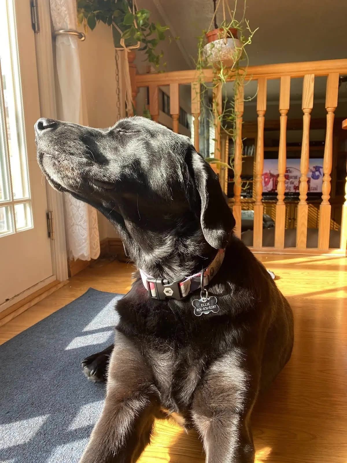 Ellie enjoying the sunshine